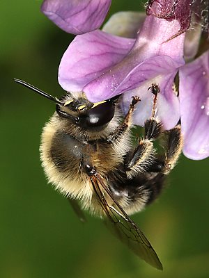 Anthophora aestivalis, M