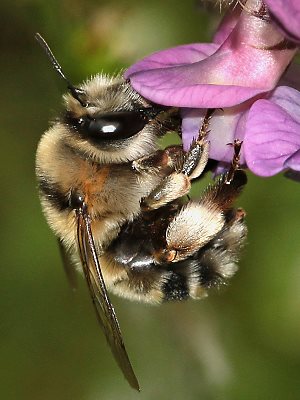 Anthophora aestivalis, W