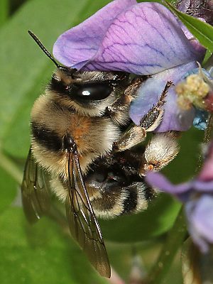 Anthophora aestivalis, W
