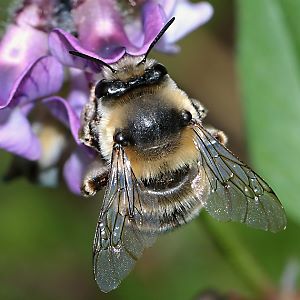 Anthophora aestivalis, W