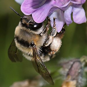 Anthophora aestivalis, W