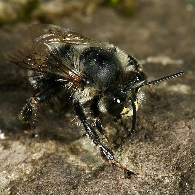 Anthophora aestivalis, M