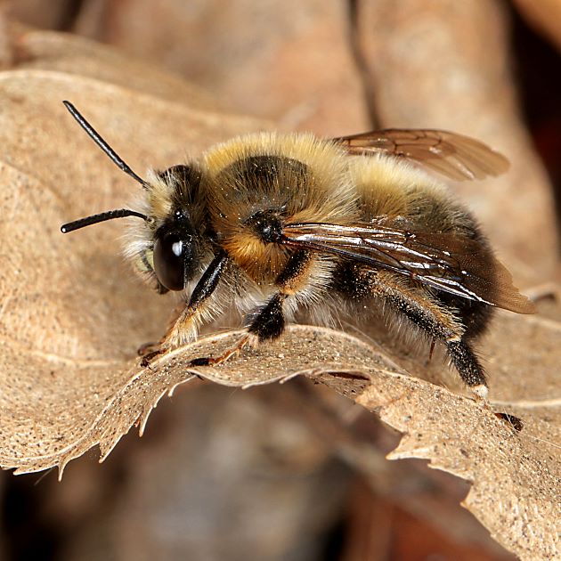 Anthophora aestivalis, M