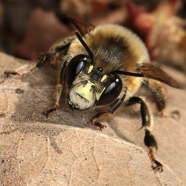 Anthophora aestivalis, M