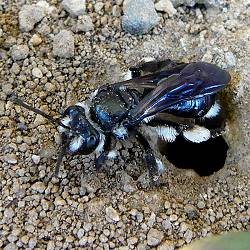 Blauschillernde Sandbiene (Andrena agilissima)