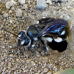 Blauschillernde Sandbiene (Andrena agilissima) Blauschillernde Sandbiene (Andrena agilissima)