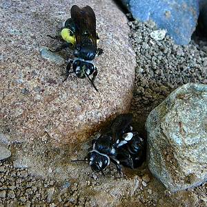 Andrena agilissima: 3 Weibchen Andrena agilissima: 3 Weibchen