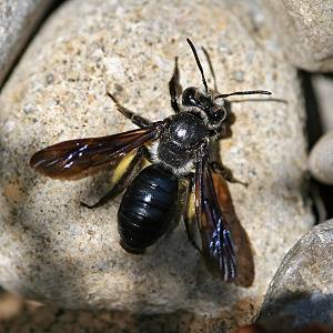 Andrena agilissima, W Andrena agilissima, W