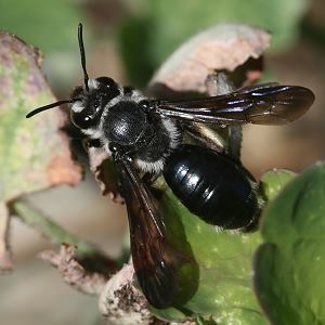 Andrena agilissima, W Andrena agilissima, W