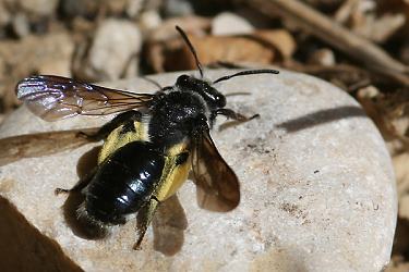 Erdbiene: Andrena agilissima, W Erdbiene: Andrena agilissima, W