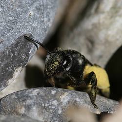 Erdbiene: Andrena agilissima, W Erdbiene: Andrena agilissima, W