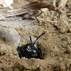 Andrena agilissima im Nesteingang Andrena agilissima im Nesteingang