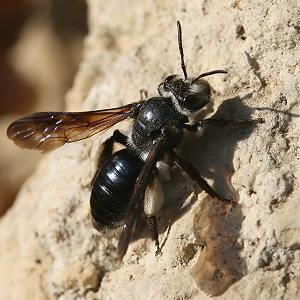Andrena agilissima, W