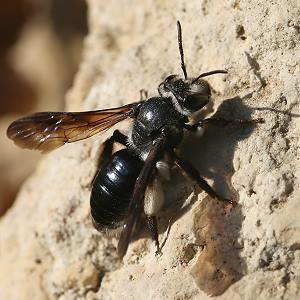 Andrena agilissima, W Andrena agilissima, W