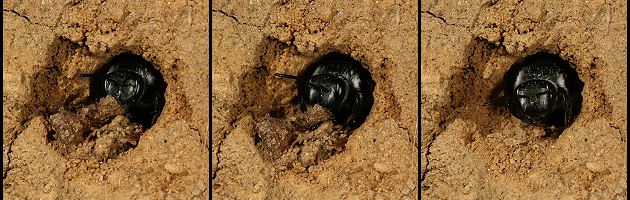 3 x Andrena agilissima, W, im Nesteingang (1) 3 x Andrena agilissima, W, im Nesteingang (1)