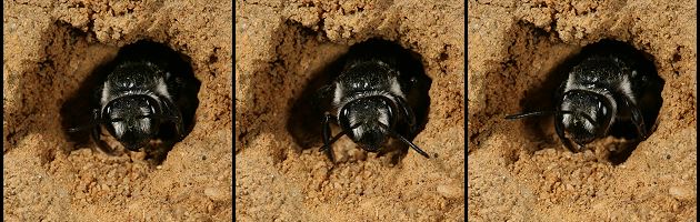 3 x Andrena agilissima, W, im Nesteingang (2) 3 x Andrena agilissima, W, im Nesteingang (2)