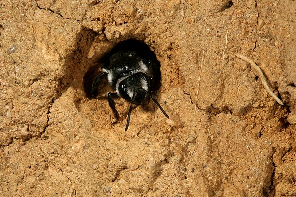 Andrena agilissima im Nesteingang Andrena agilissima im Nesteingang