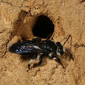 Andrena agilissima unter dem Nesteingang