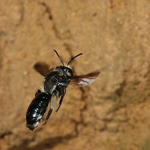 Andrena agilissima im Anflug