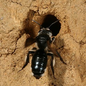 Andrena agilissima am Nest landend
