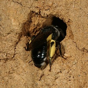 Andrena agilissima Andrena agilissima