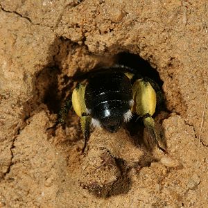 Andrena agilissima im Nesteingang Andrena agilissima im Nesteingang