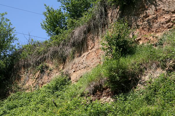 Nest-Aggregation von Andrena agilissima Nest-Aggregation von Andrena agilissima