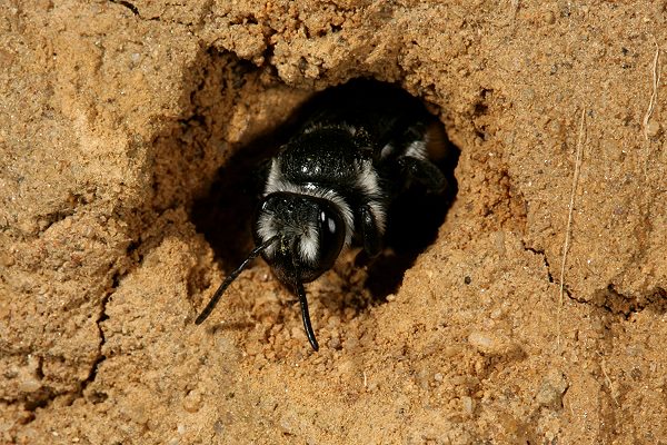 Andrena agilissima, W