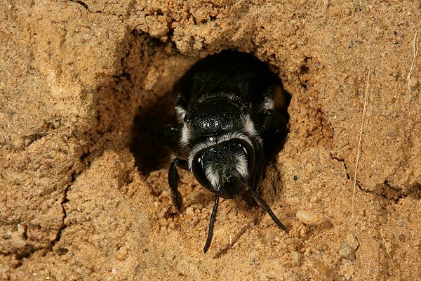 Andrena agilissima, W