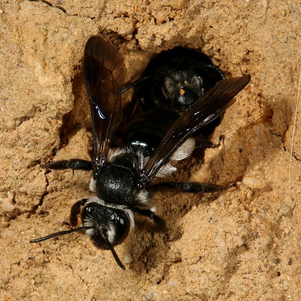 Andrena agilissima, W