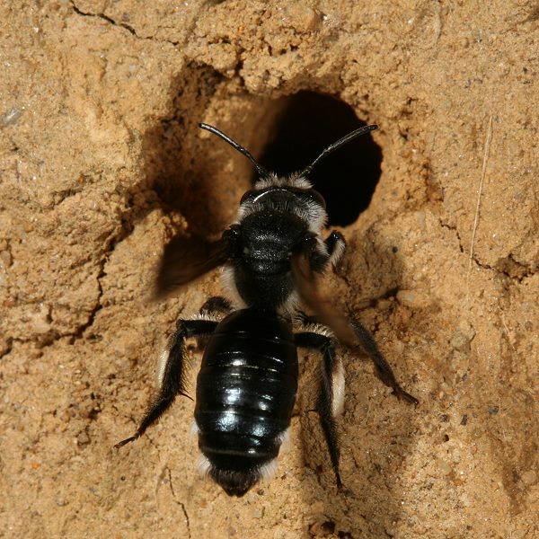 Andrena agilissima, W