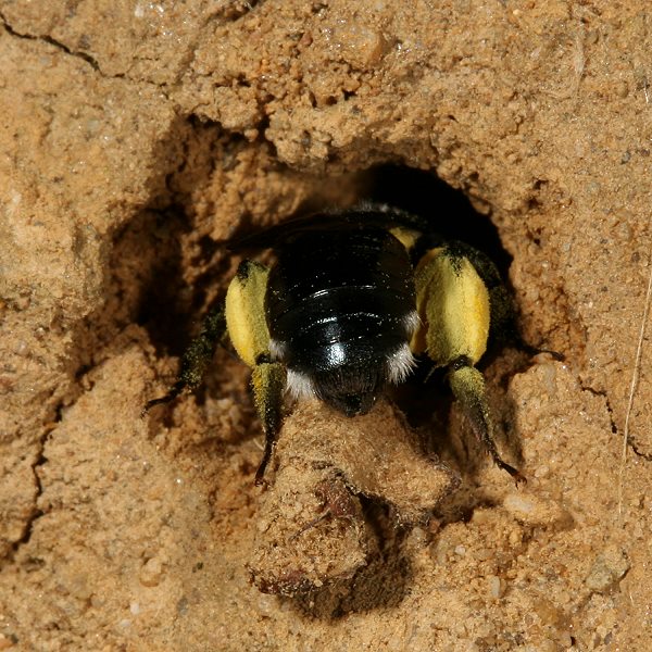 Andrena agilissima, W