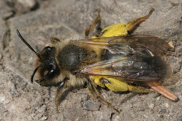 Sandbiene: Andrena apicata