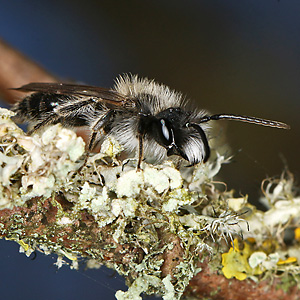 Andrena apicata, M Andrena apicata, M