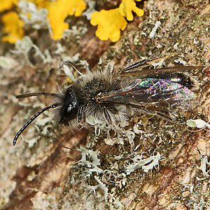 Andrena apicata, M Andrena apicata, M