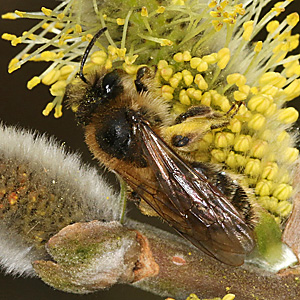 Andrena apicata, W Andrena apicata, W