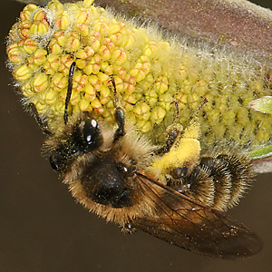 Andrena apicata, W Andrena apicata, W