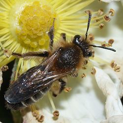 Sandbiene: Andrena barbilabris Sandbiene: Andrena barbilabris
