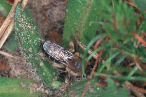 Sandbiene: Andrena barbilabris Sandbiene: Andrena barbilabris