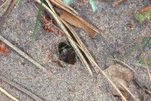 Sandbiene: Andrena barbilabris Sandbiene: Andrena barbilabris