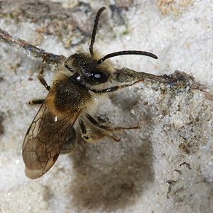 Andrena barbilabris, M Andrena barbilabris, M