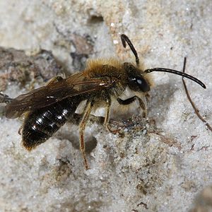 Andrena barbilabris, M Andrena barbilabris, M