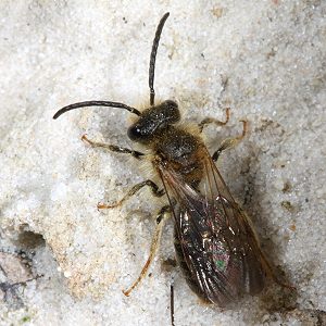 Sandbiene: Andrena barbilabris, M