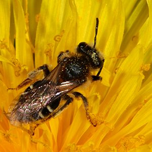 Andrena barbilabris, W, auf Löwenzahn Andrena barbilabris, W, auf Löwenzahn