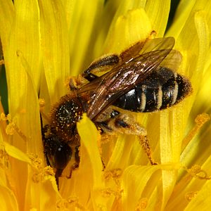Andrena barbilabris, W, auf Löwenzahn Andrena barbilabris, W, auf Löwenzahn