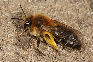 Sandbiene: Andrena barbilabris, W Sandbiene: Andrena barbilabris, W