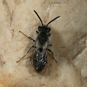 Sandbiene: Andrena barbilabris, M Sandbiene: Andrena barbilabris, M
