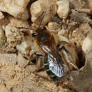 Sandbiene: Andrena barbilabris, W Sandbiene: Andrena barbilabris, W