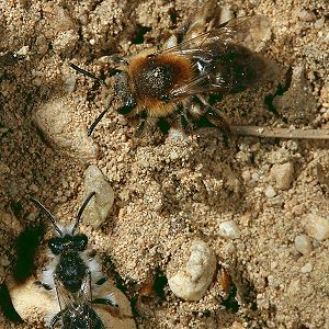 Andrena barbilabris, M&W: Annäherung Andrena barbilabris, M&W: Annäherung