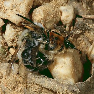 Andrena barbilabris: Paarung Andrena barbilabris: Paarung